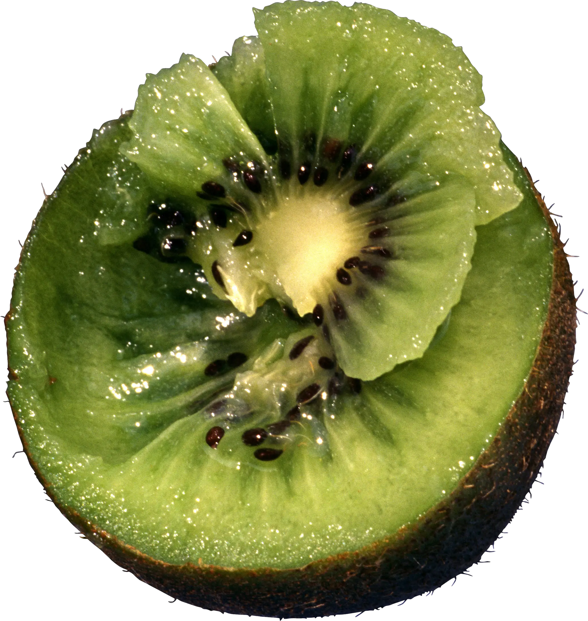 Kiwi PNG image free fruit kiwi PNG pictures download
