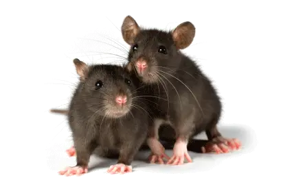 mouse rat PNG image