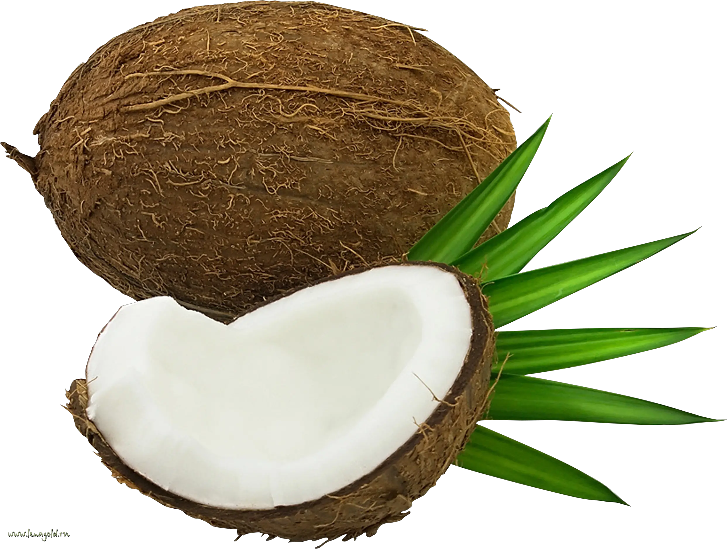 Coconut PNG image