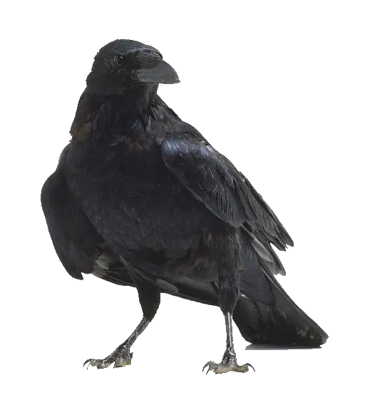 Raven PNG