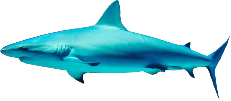 Shark PNG