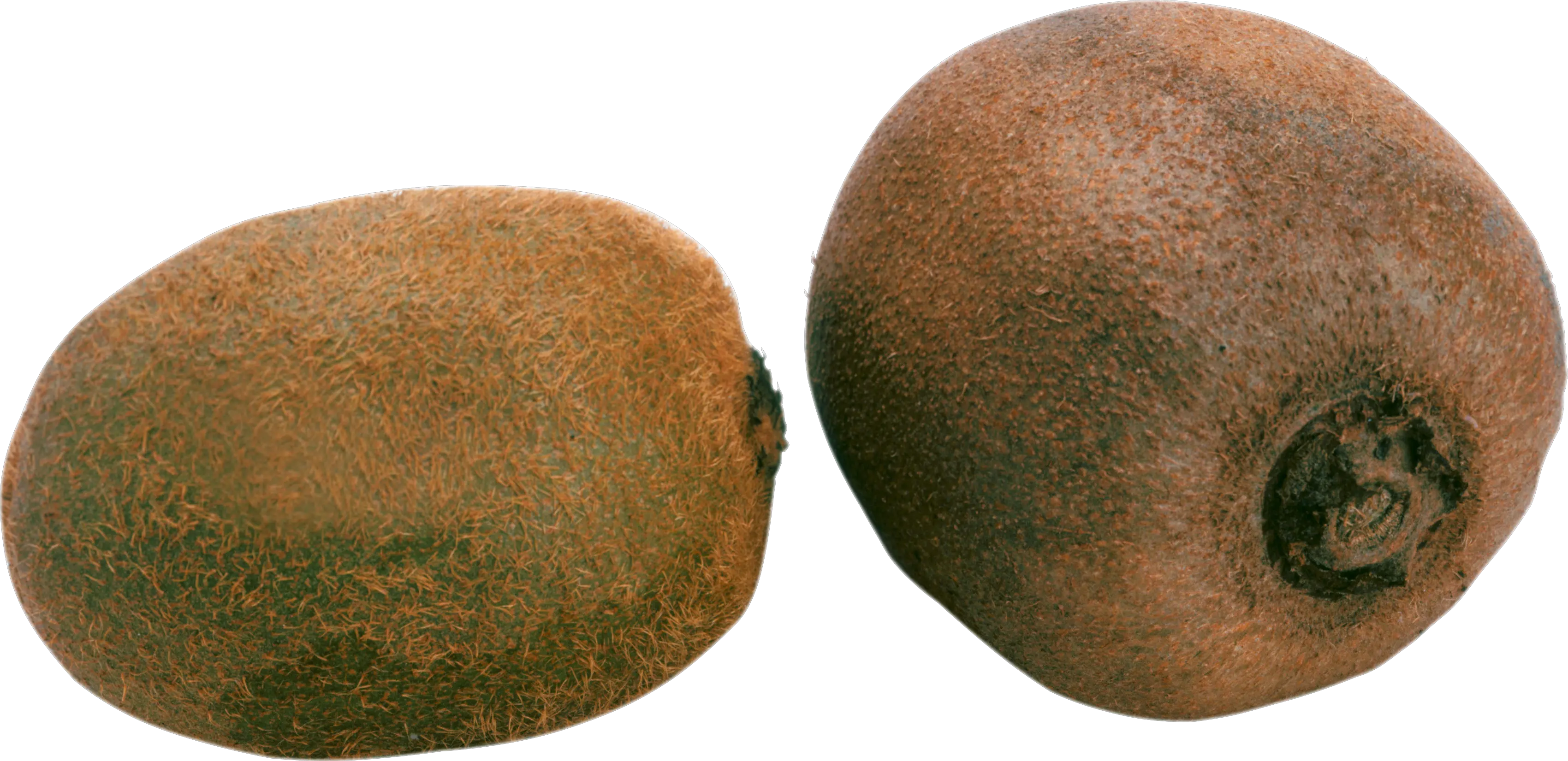 Two kiwis PNG image picture