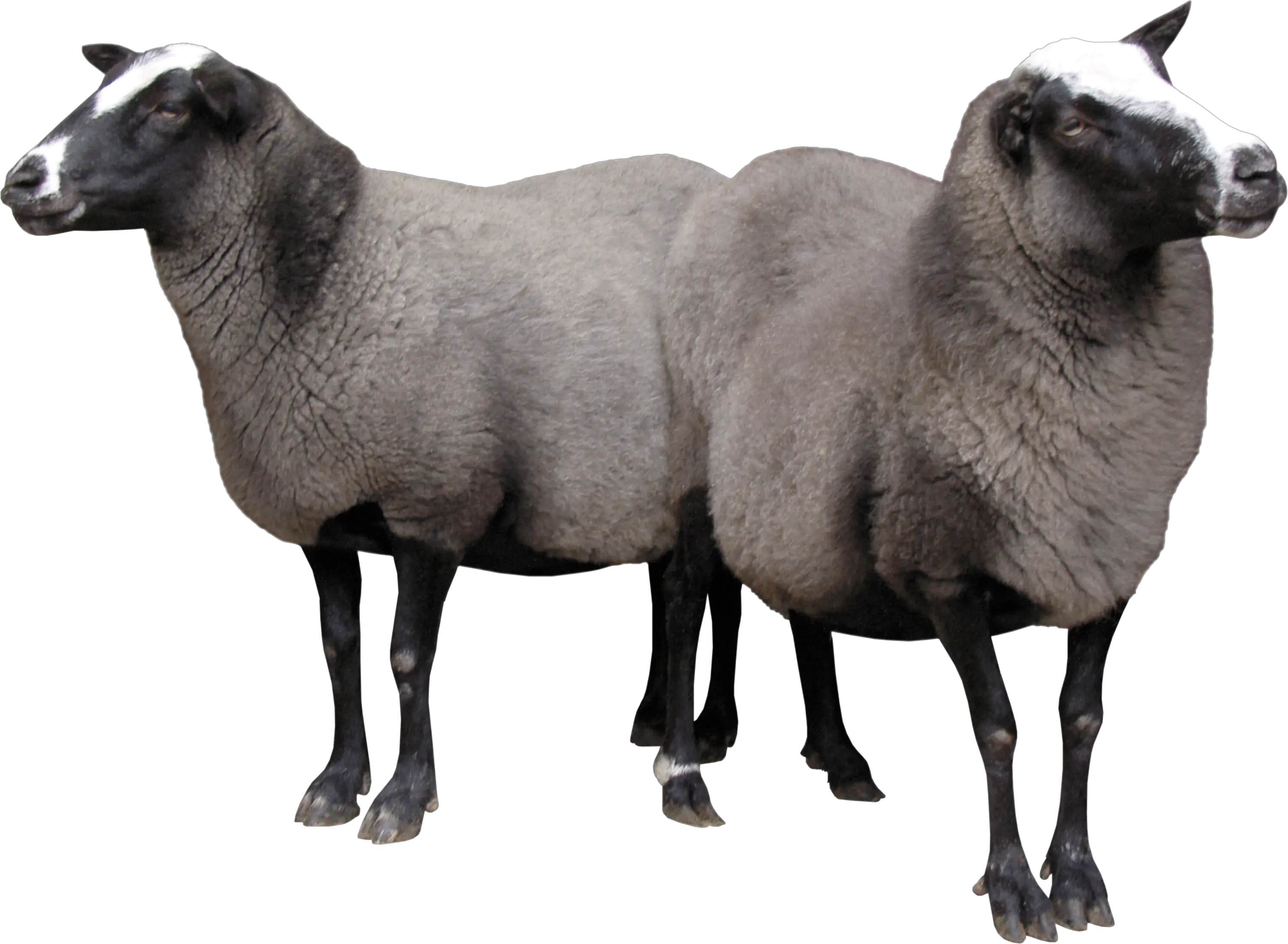 two sheeps PNG image