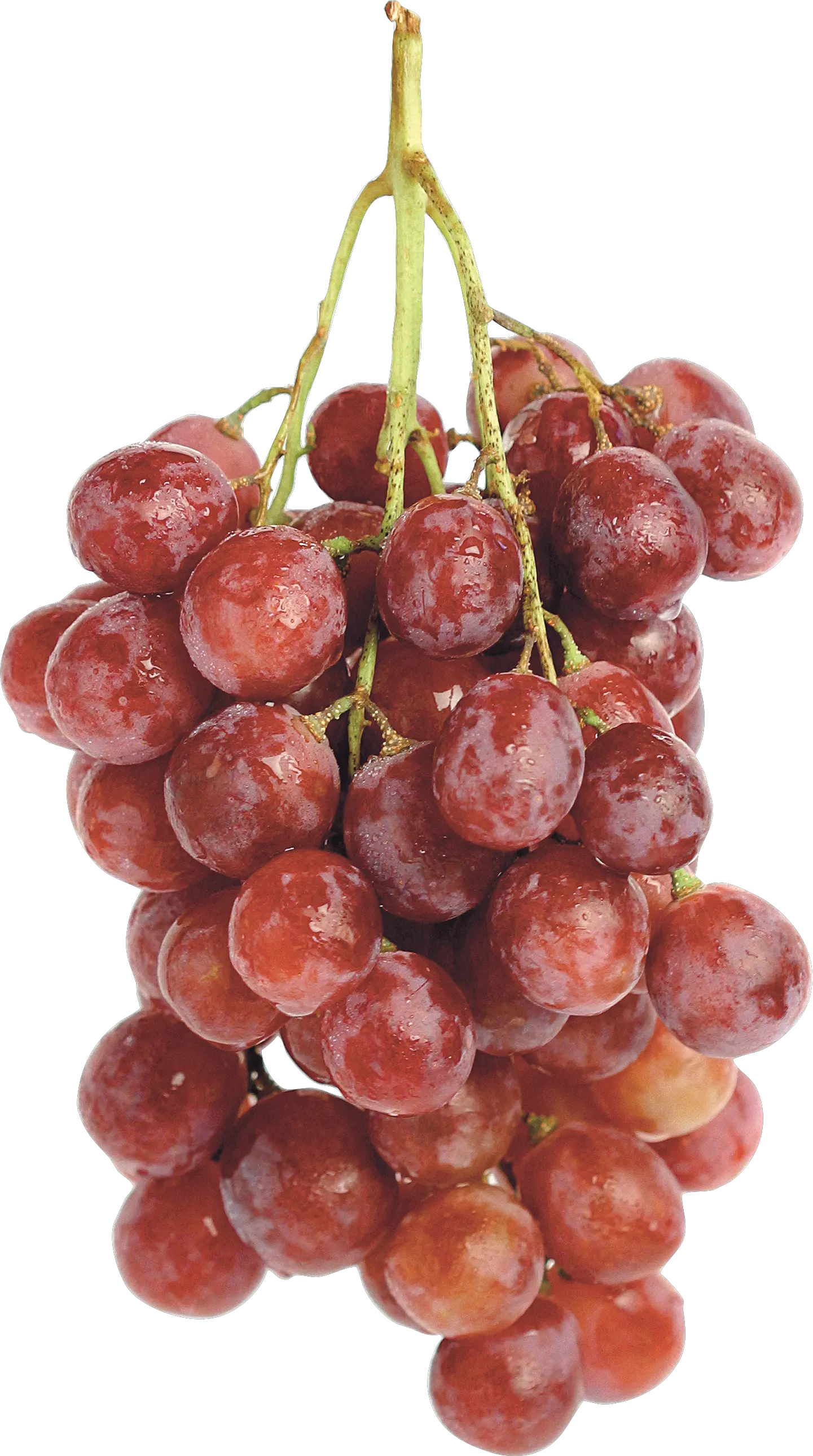 Red grape PNG image