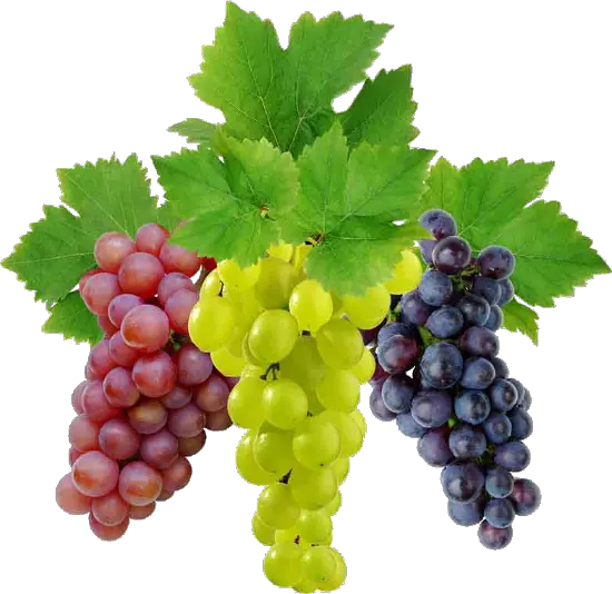 Grape PNG image download free picture