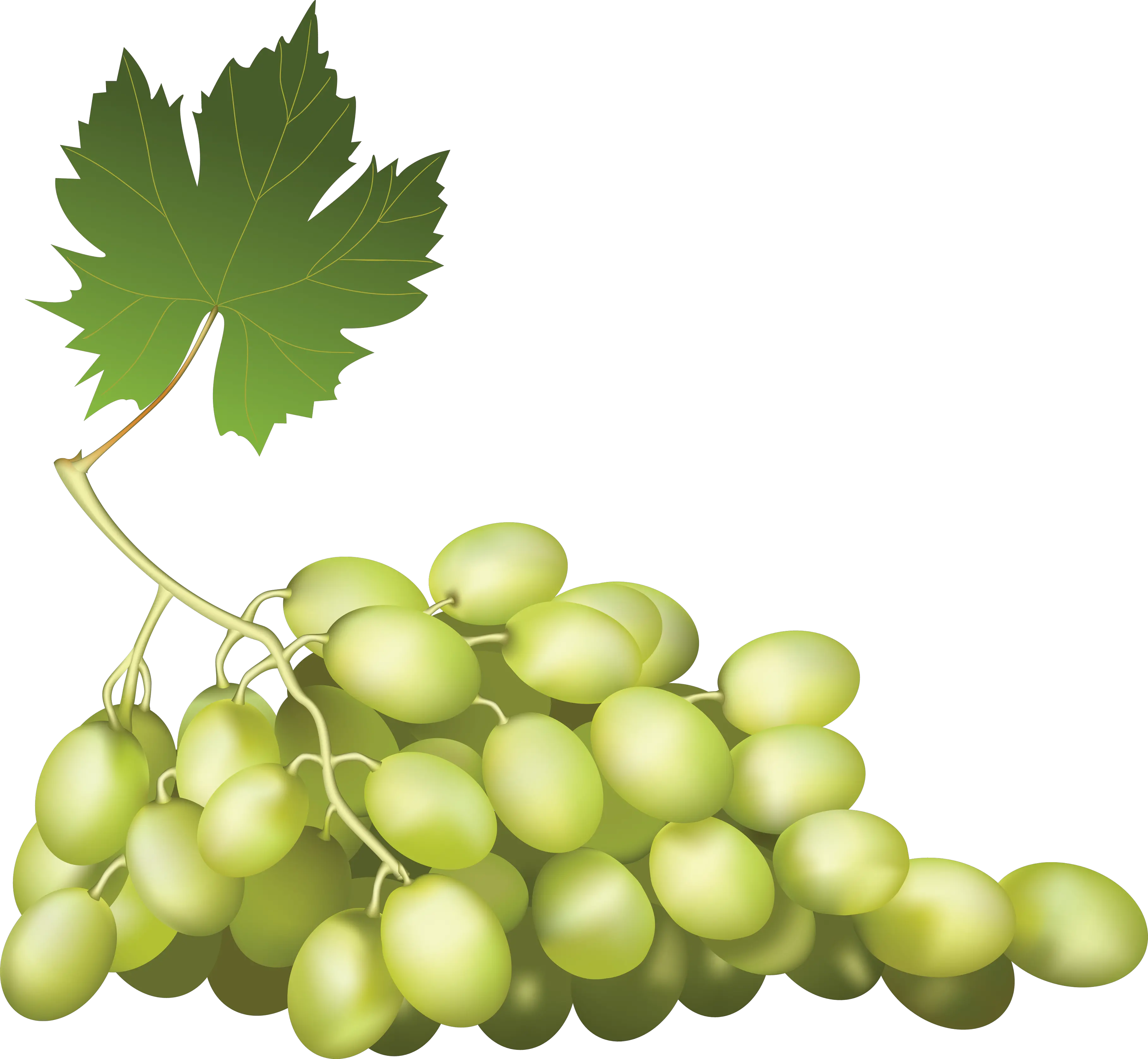 Grape PNG image