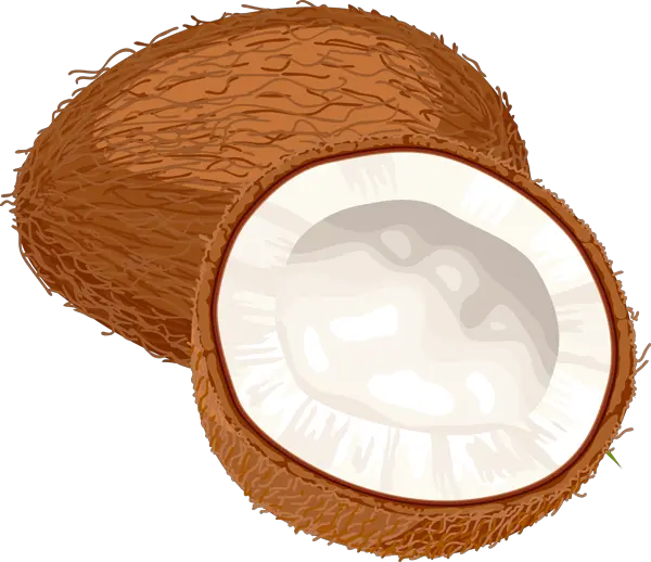 Coconuts PNG image