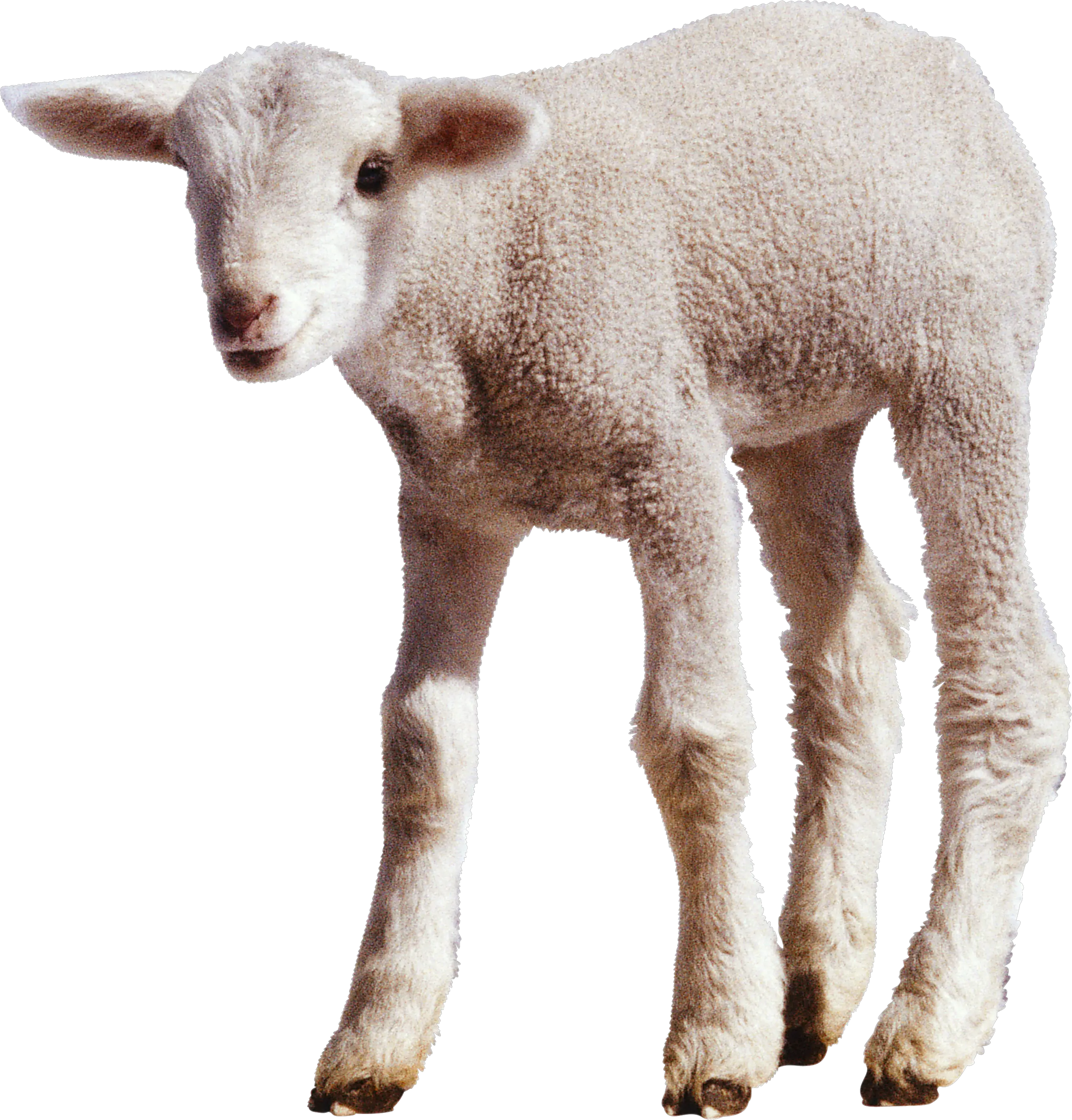 white little sheep PNG image