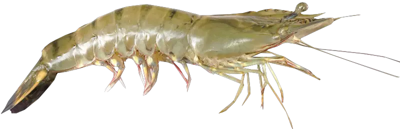 Shrimp PNG