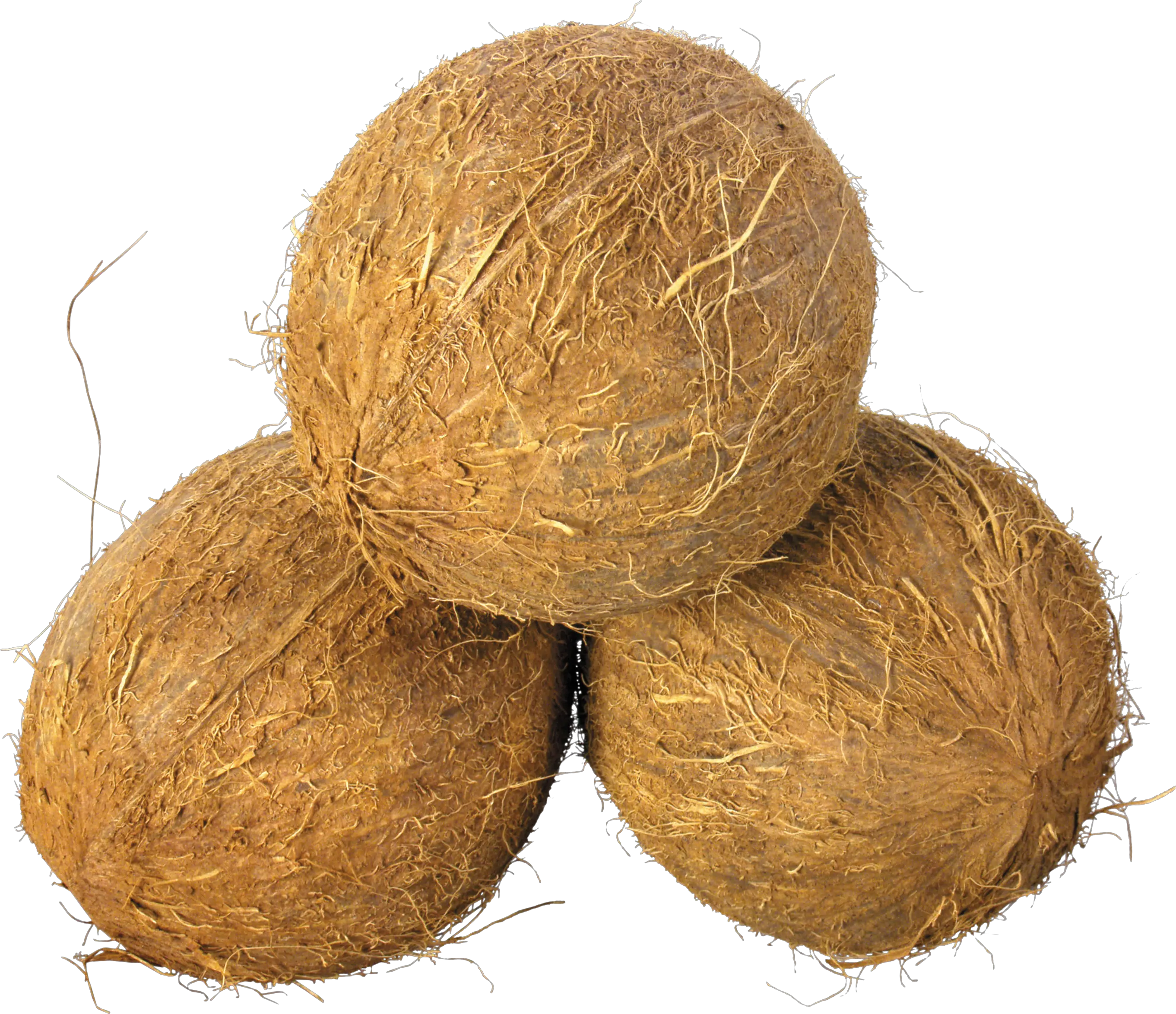 Coconuts PNG image