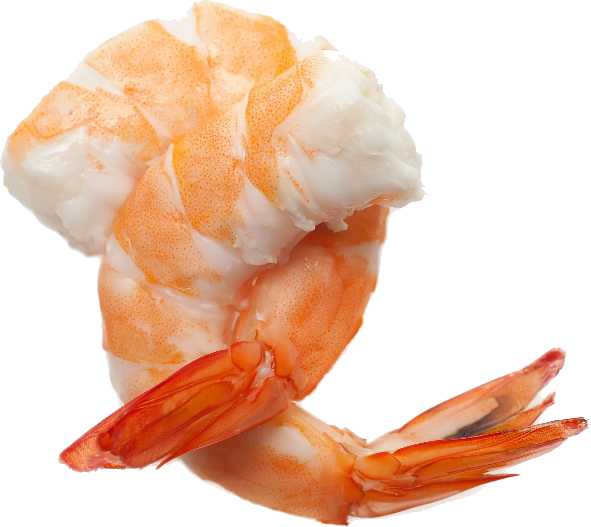 Shrimp PNG image