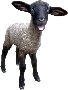 sheep PNG image