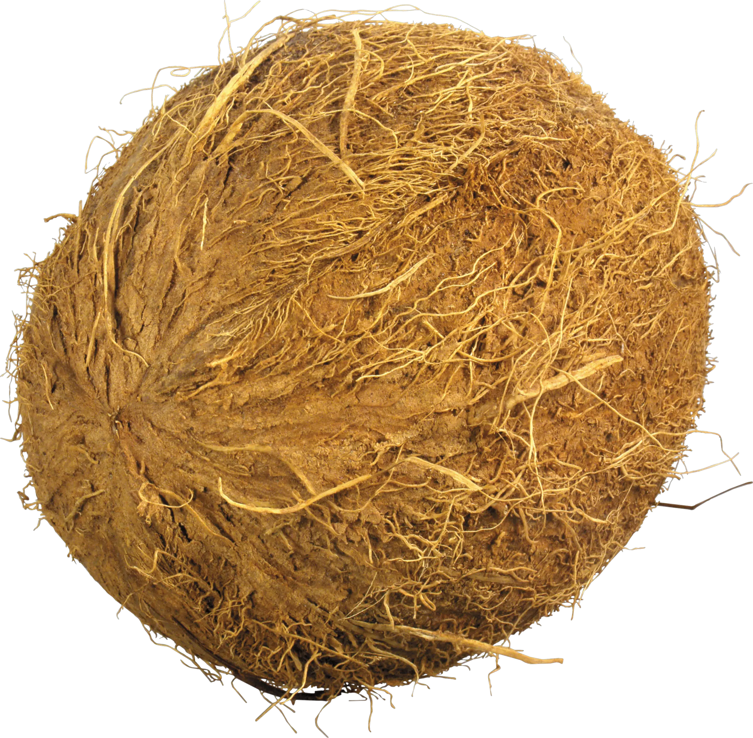 Coconut PNG image
