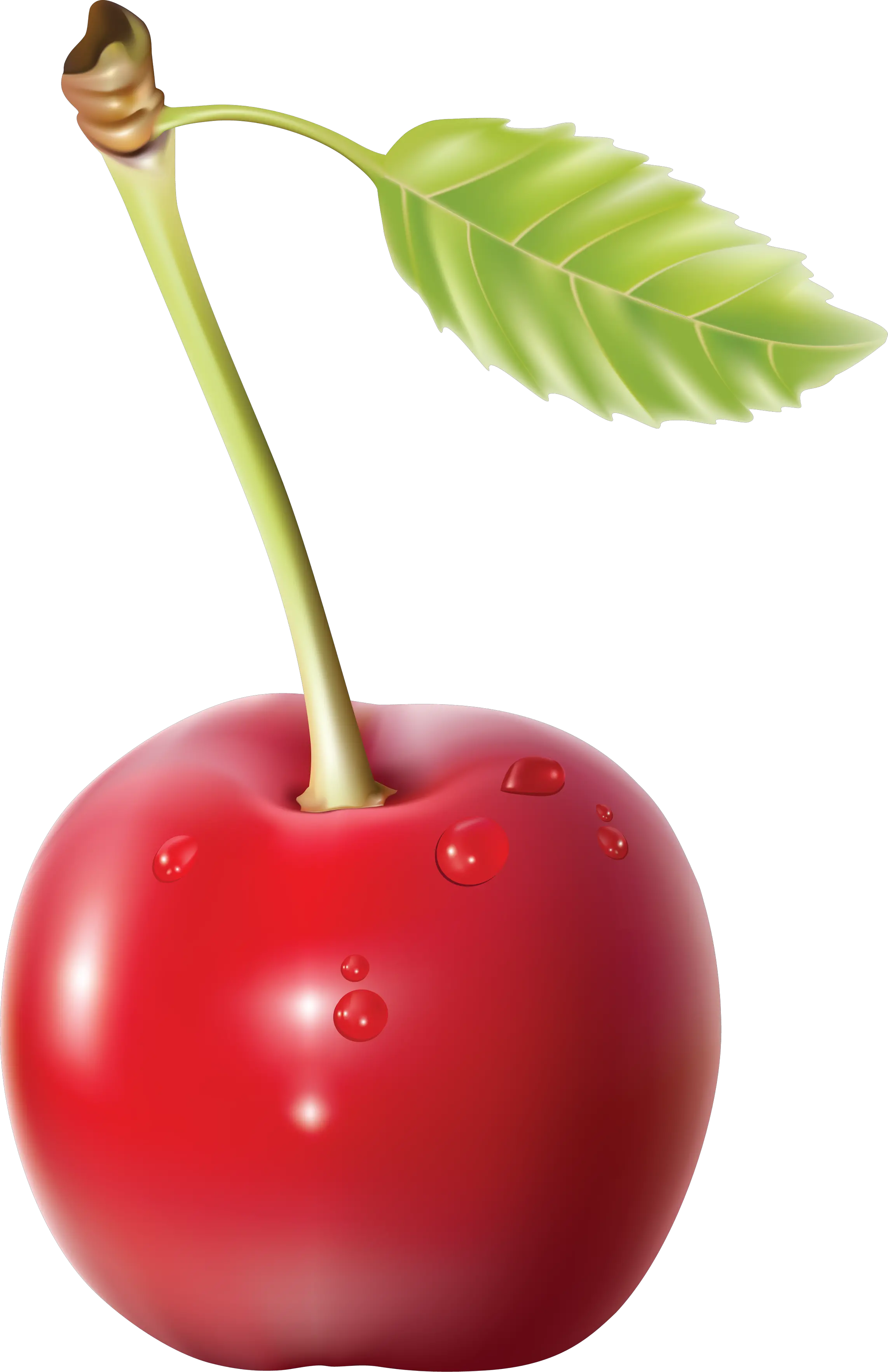 cherry PNG image
