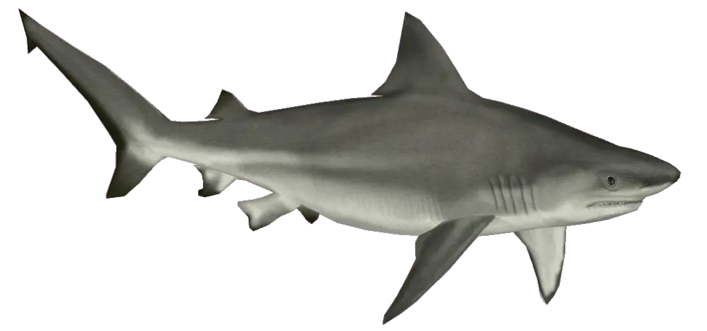 Shark PNG