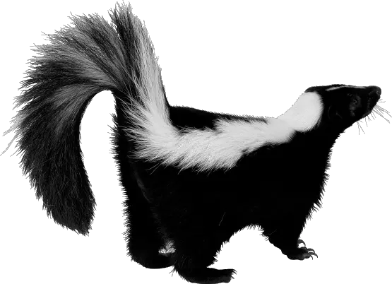 Skunk PNG