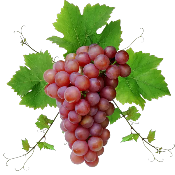 Grape PNG image download free picture