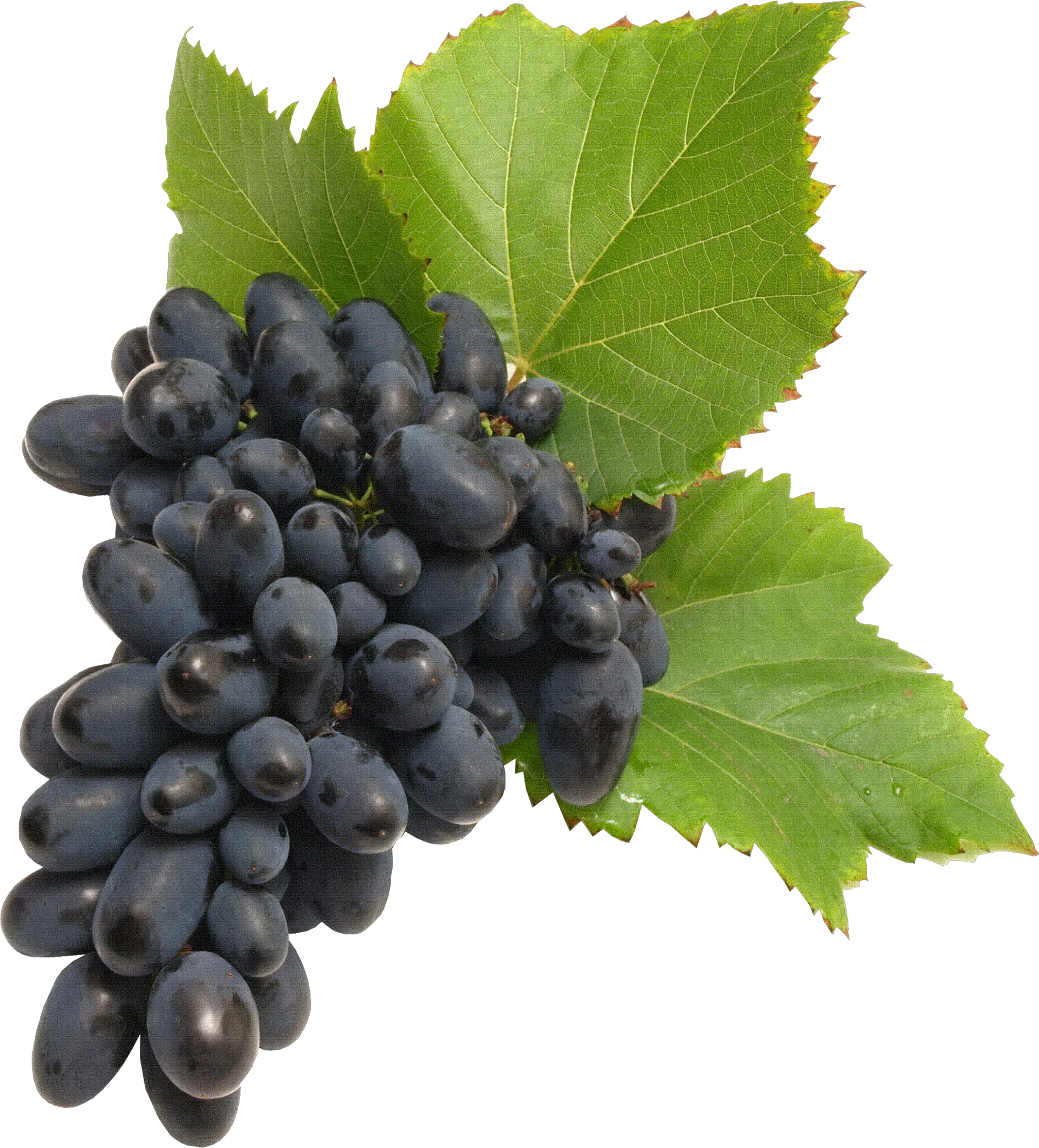 Grape PNG image download free picture