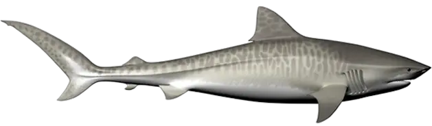 Shark PNG