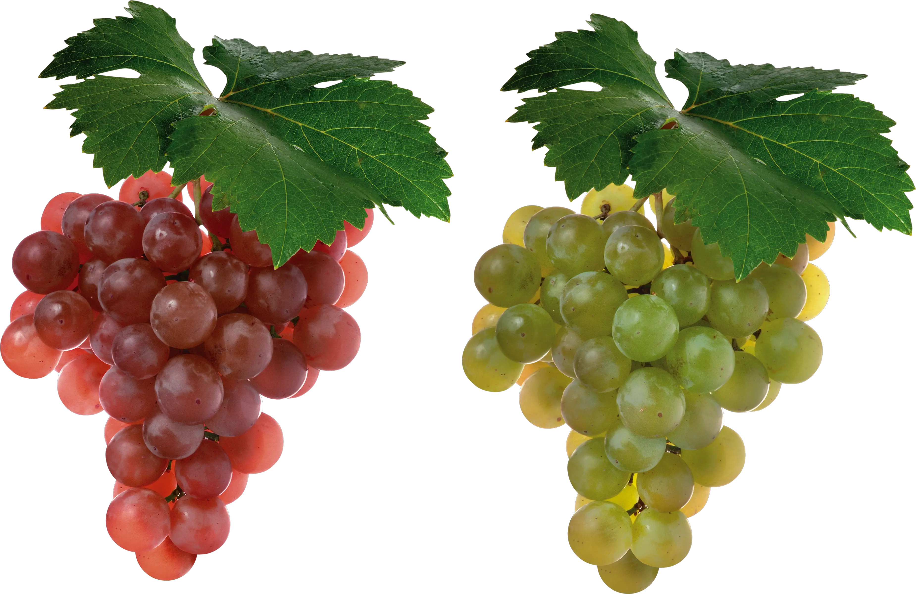 Grape PNG image