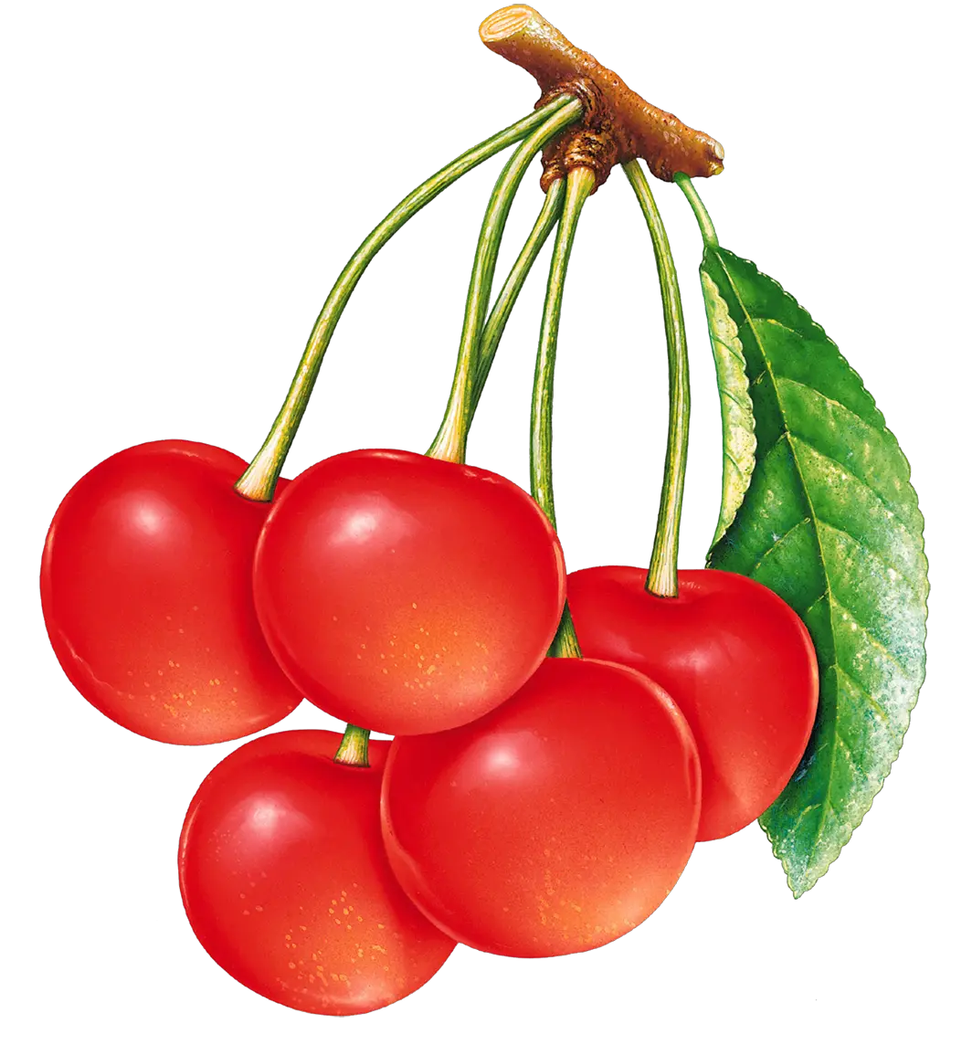 cherries PNG image
