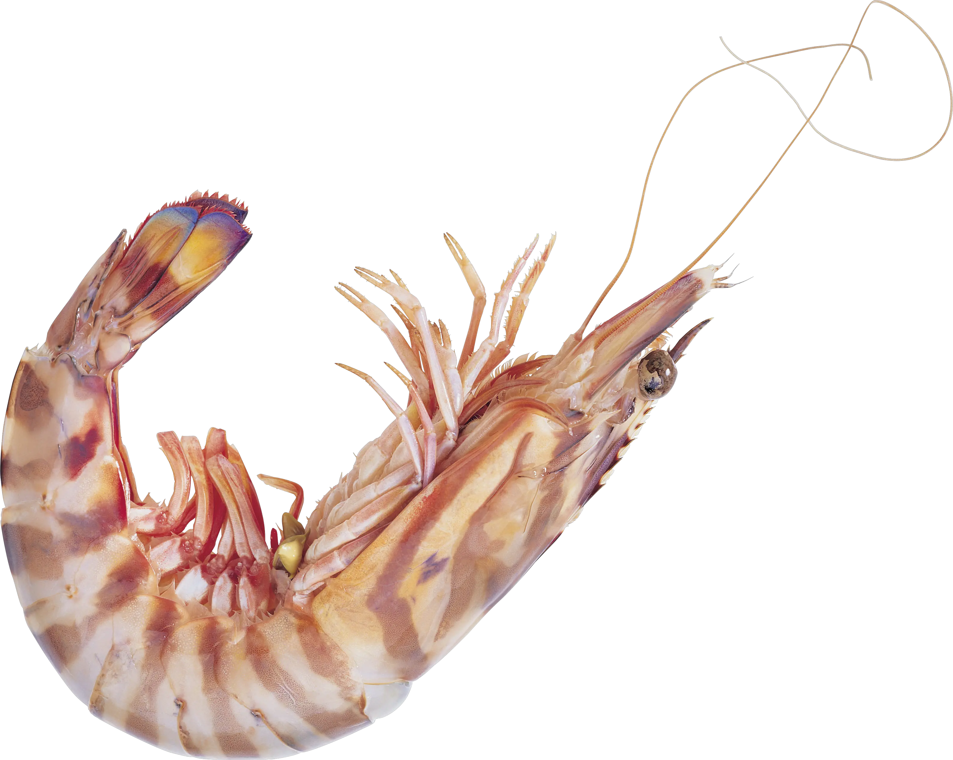 Shrimp PNG