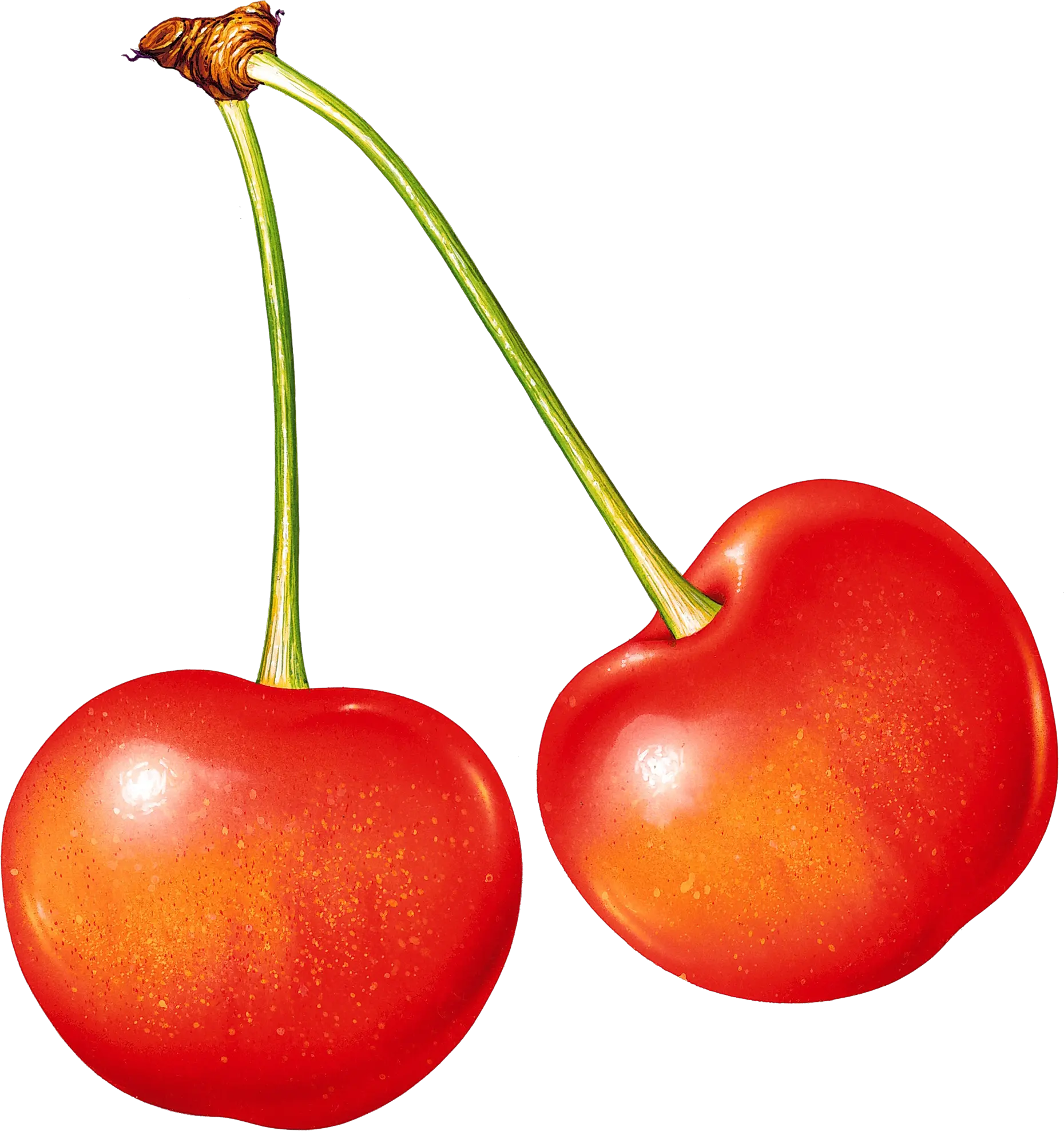 cherry PNG image