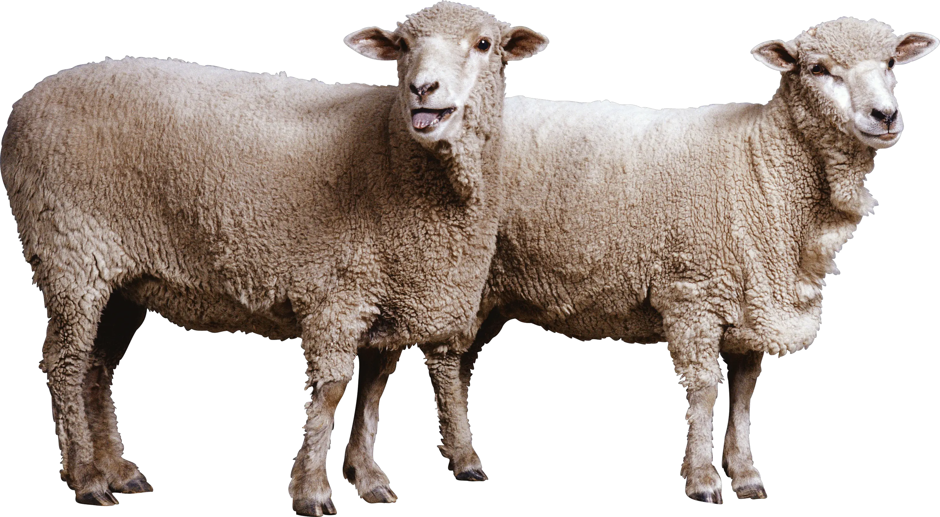 sheep PNG image