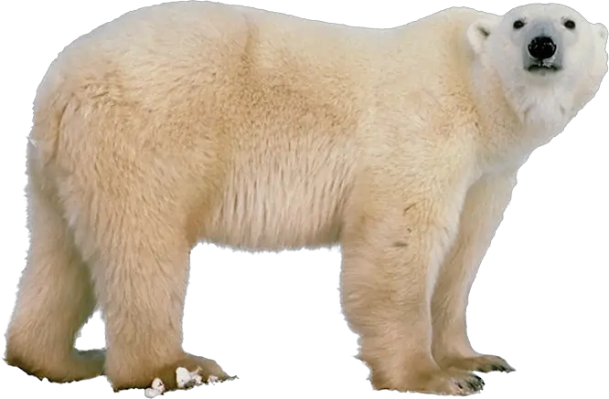 Polar white bear PNG