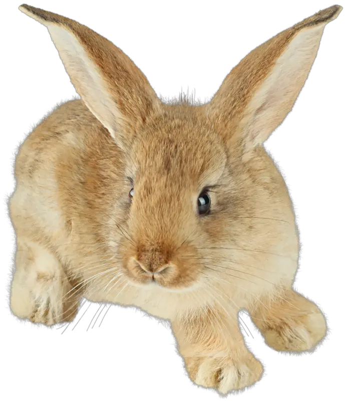 rabbit PNG image