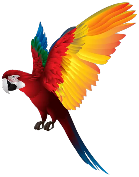 Parrot PNG image