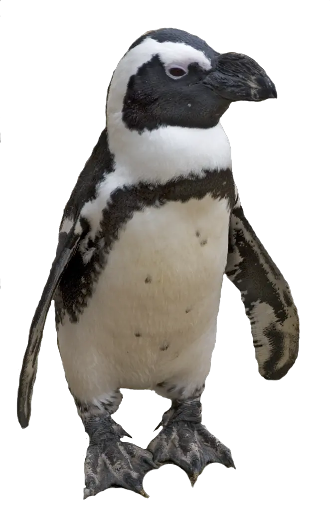 Penguin PNG image