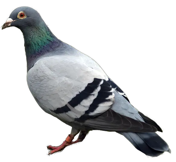 pigeon PNG image