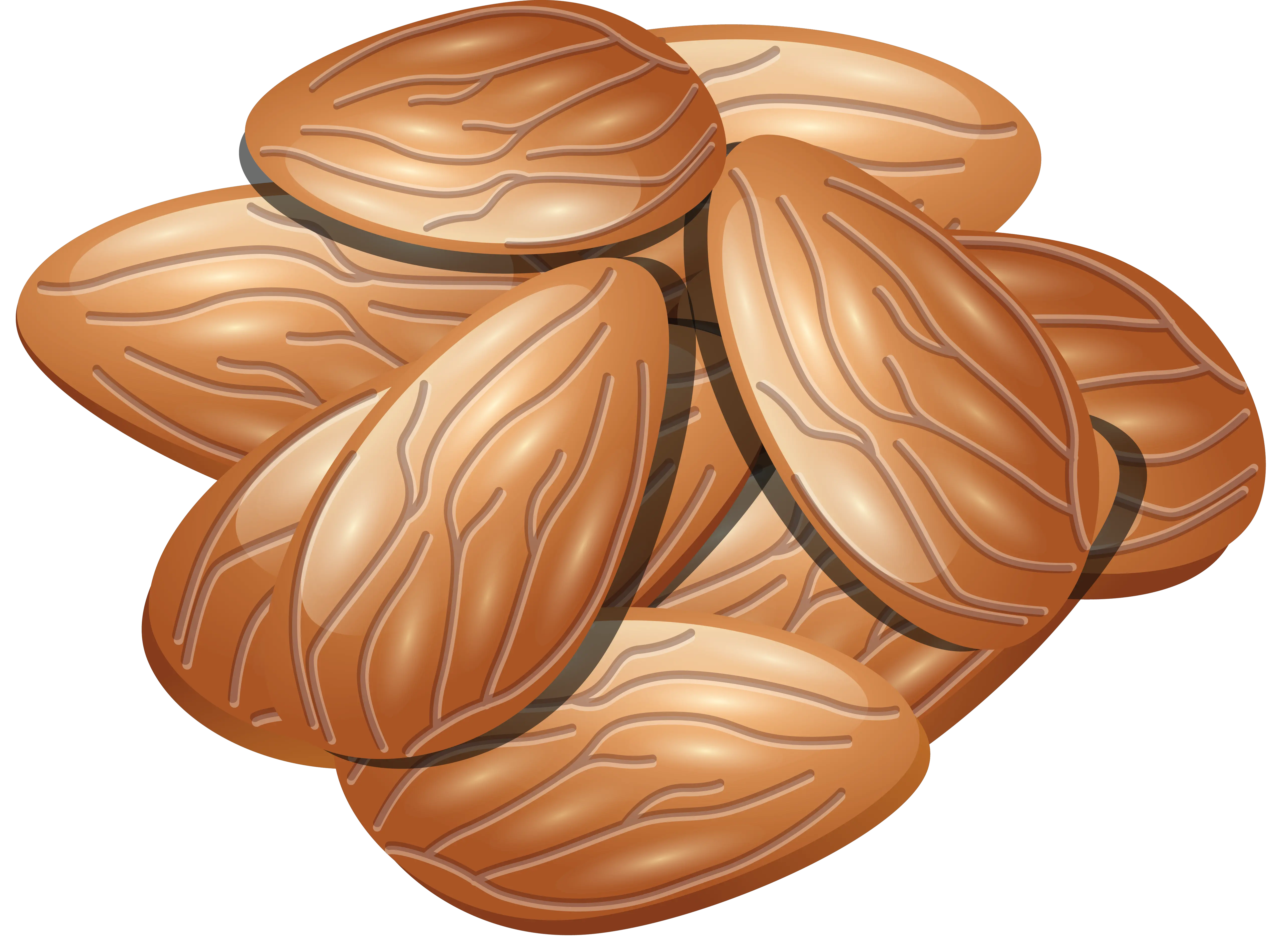 Almonds PNG image almond PNG