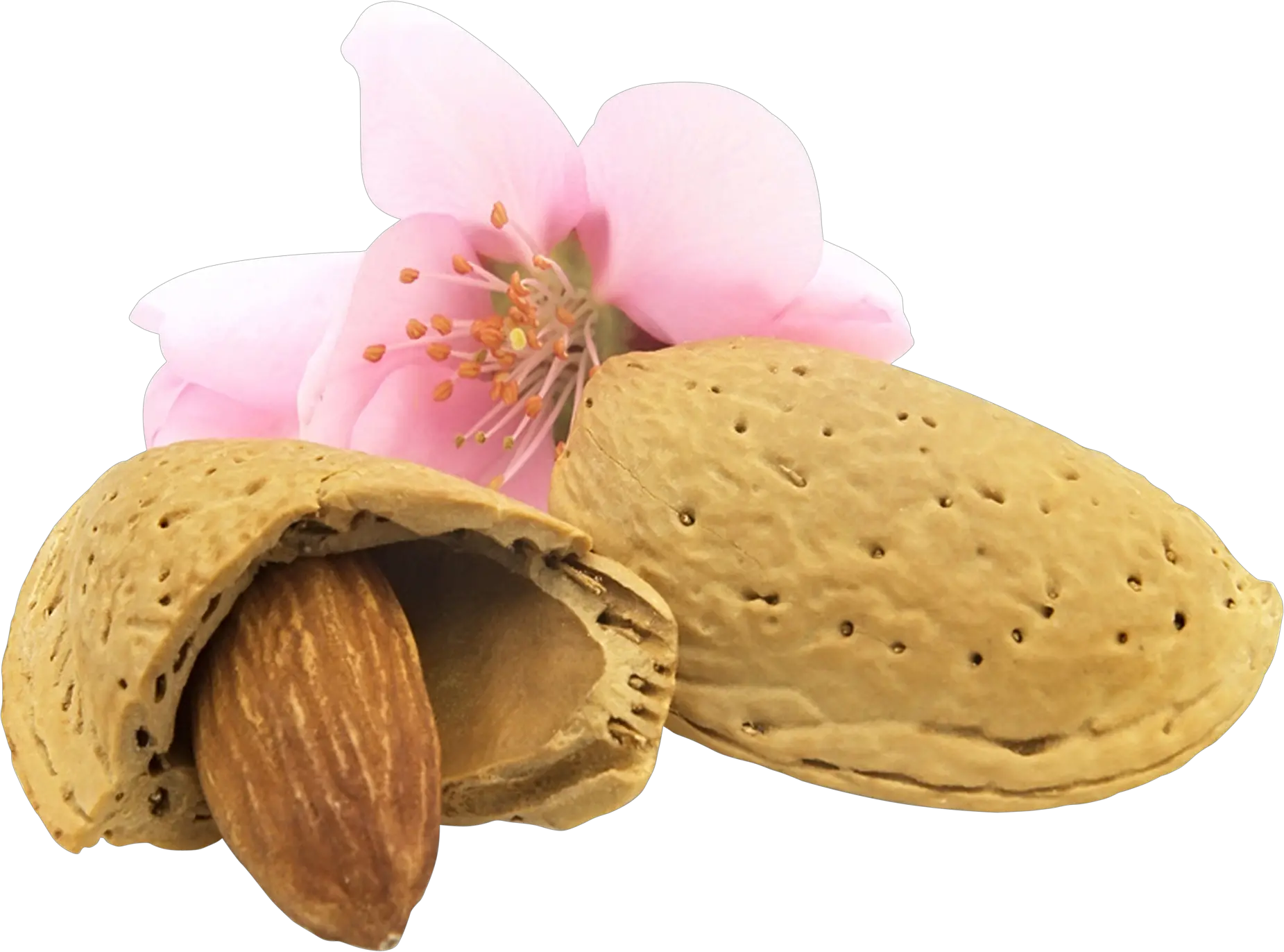 Almond with flowerPNG