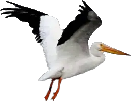 Pelican PNG