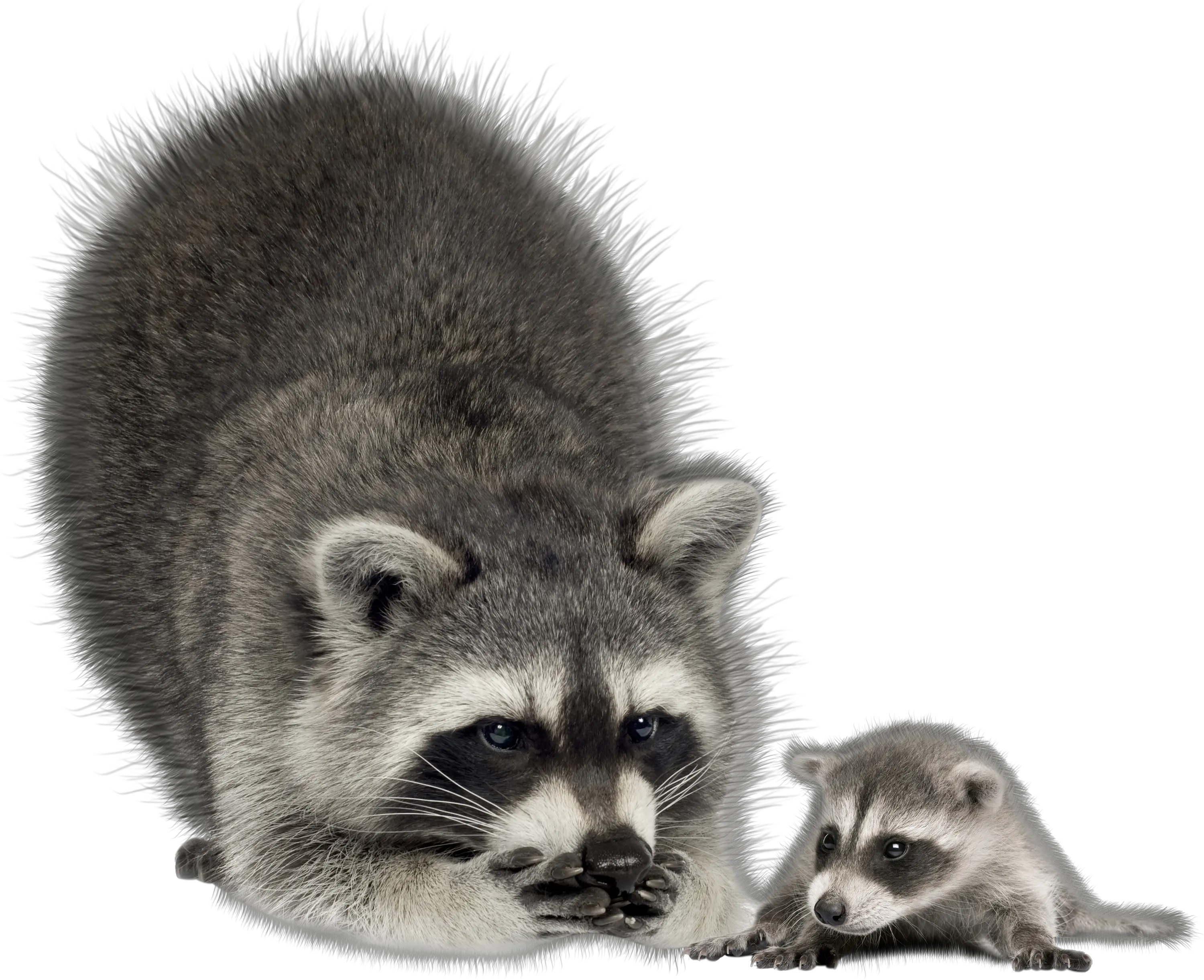 Raccoon PNG
