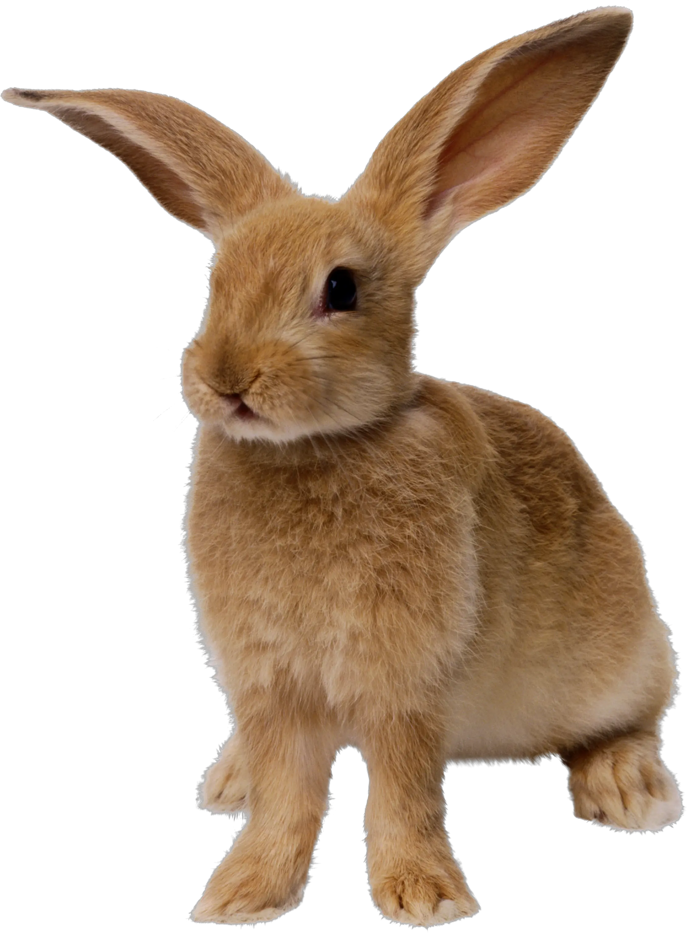 Rabbit PNG image