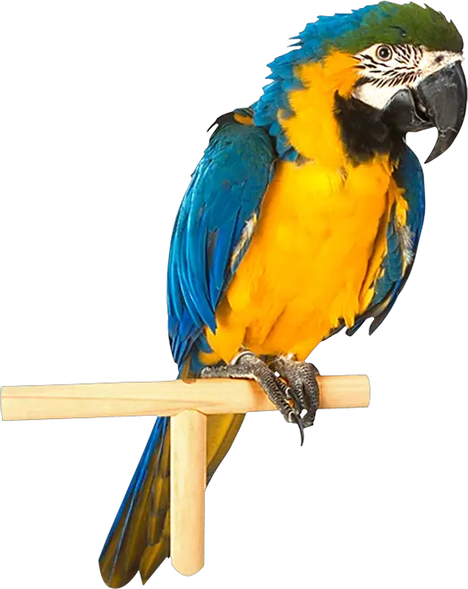 Parrot PNG image