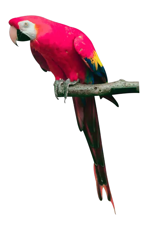 Pink parrot PNG images free download