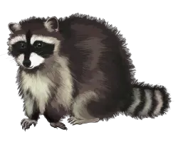 Raccoon PNG
