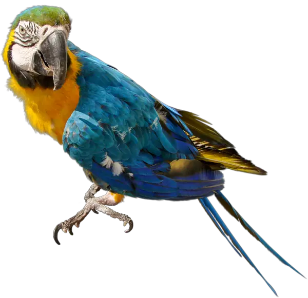 Parrot PNG image