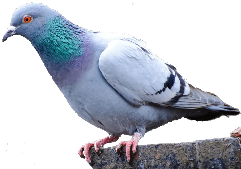Pigeon PNG