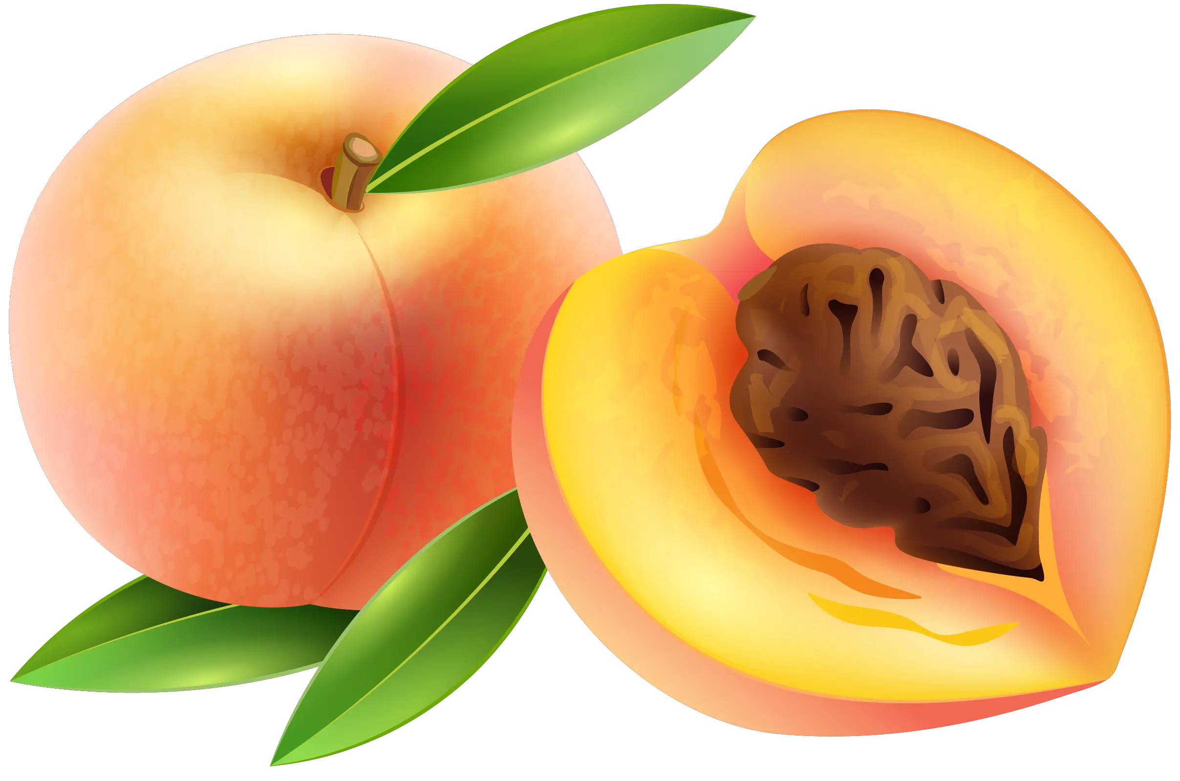 Sliced apricot PNG