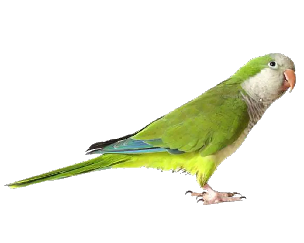 Green parrot PNG images free download