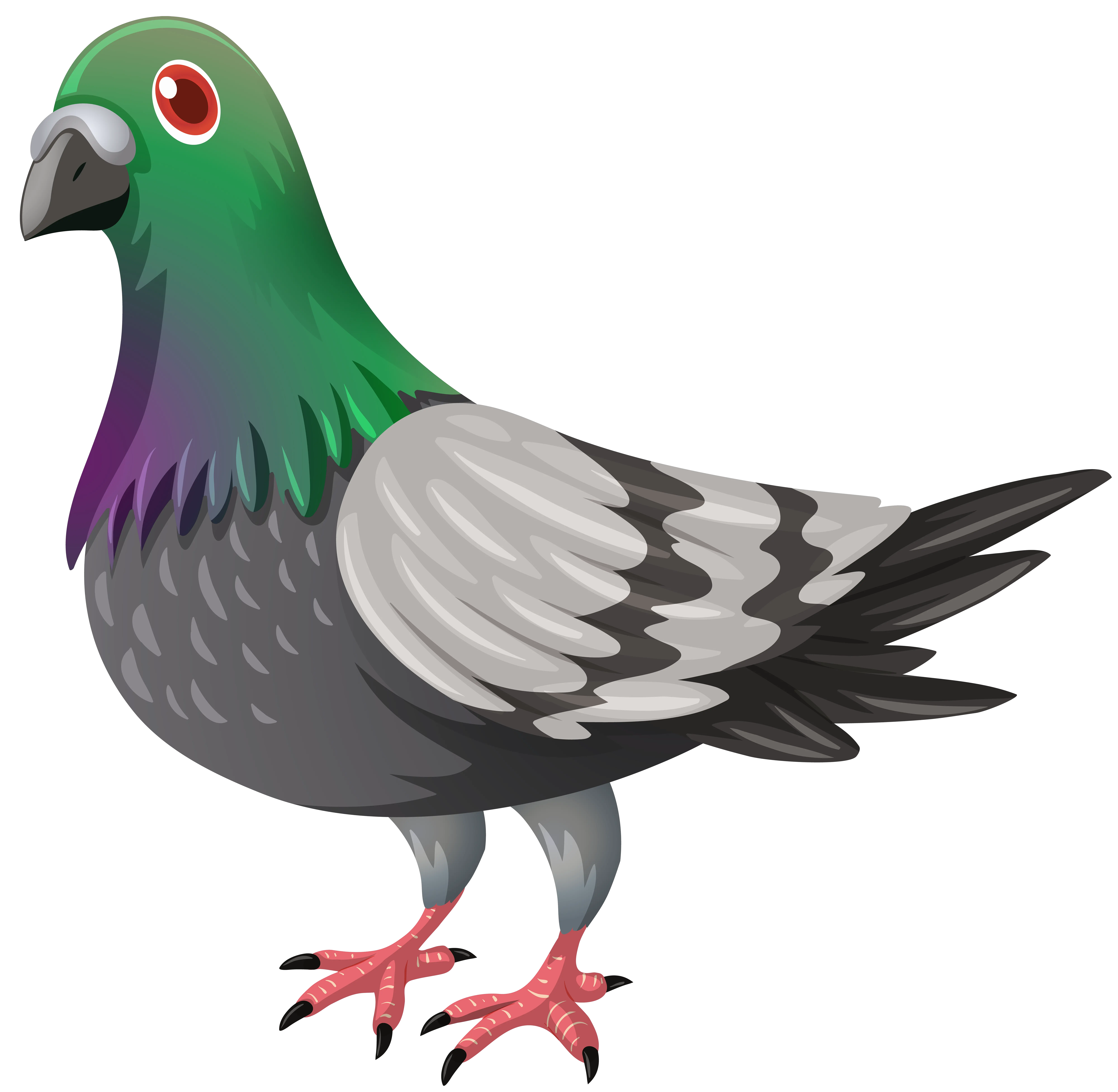 Pigeon PNG