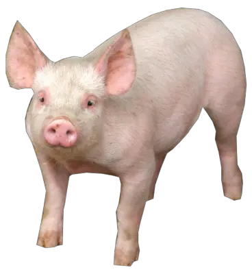 pig PNG image