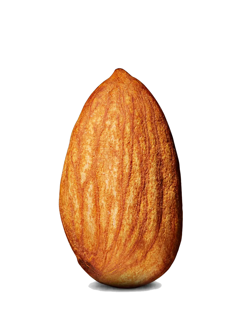 Almond seed image PNG
