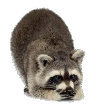 Raccoon PNG