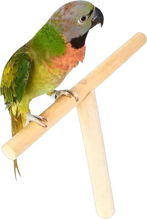 Parrot PNG image